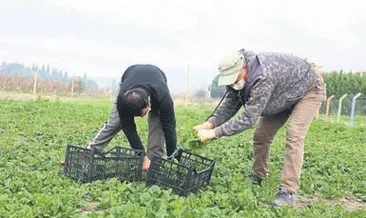 Efes tarlasına ıspanak geldı