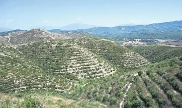 Yeşile dönüş
