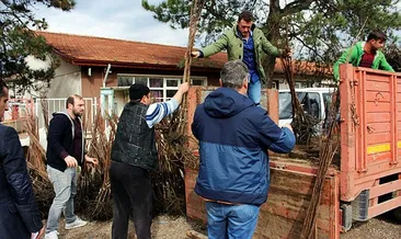 Trabzon Hurması, kivi ile yarışacak