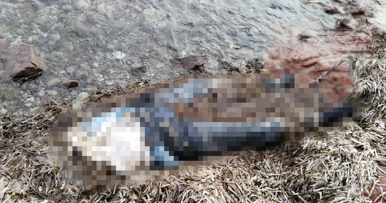 Bodrum’da sahilde belden yukarısı olmayan kadın cesedi bulundu