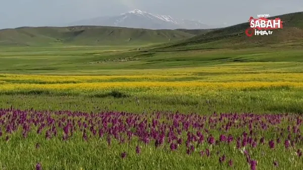 Keşiş yaylasında açan rengarenk çiçekler göz kamaştırıyor | Video