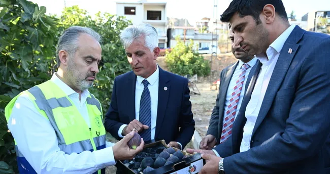 Bursa’nın ’Siyah incisi’nde hasat başladı
