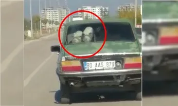 Osmaniye’de pes dedirten görüntü: Bir arabada iki dana!