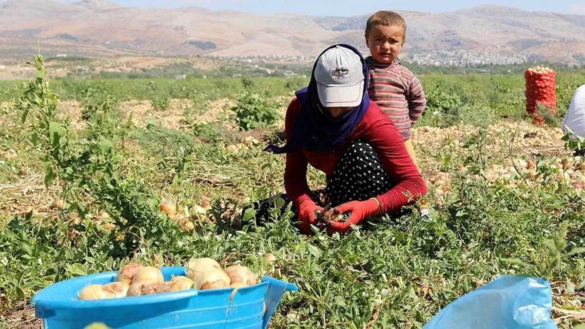 Mevsimlik tarım işçilerine çok yönlü destek! Devletin koordineli çalışmasıyla koşullar iyileştiriliyor