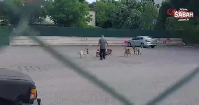 Sokak ortasında 10 köpeğin saldırısına uğradı: O anlar kamerada | Video