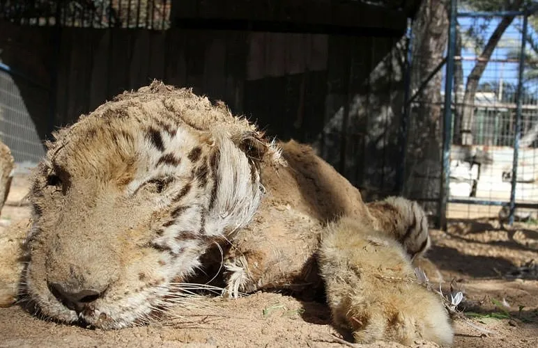 The Mission Behind Found My Animal