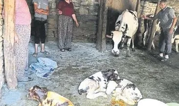 Bayramda üçüz buzağı doğurdu