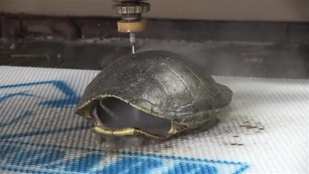 Kaplumbağa kabuğunda ne var?