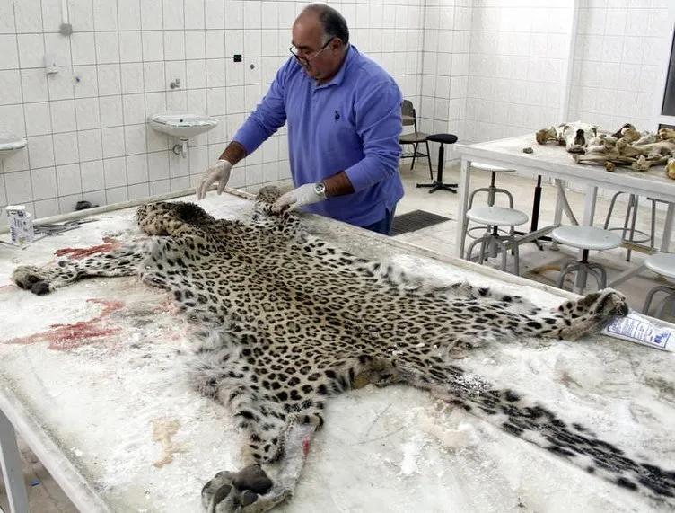 Öldürülen leoparın içi doldurulacak