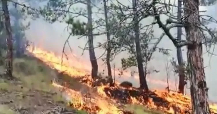 Sinop’ta orman yangını