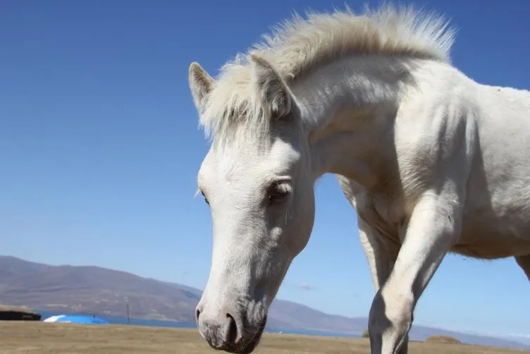 Kars'ta dünyaya gelen 'albino tay' görenleri şaşkına çeviriyor