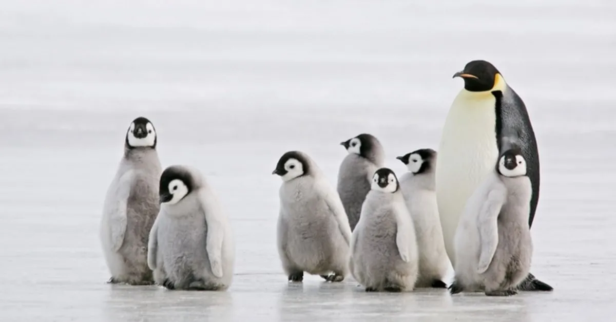 Penguen Nerede Yaşar? Penguenler Nerede Görülür, Hangi İklimde Yaşar, Ne Yer Ve Özellikleri Nelerdir? - Yaşam Haberleri