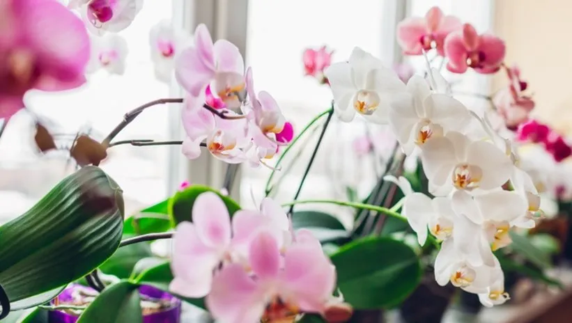 Uzun süredir çiçek vermeyen orkideleri coşturuyor! İşte orkidelere çiçek açtıran en etkili yöntem