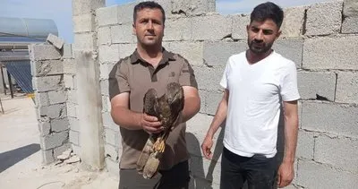 Bozova’da yaralı halde bulunan arı şahin tedavi altına alındı #sanliurfa