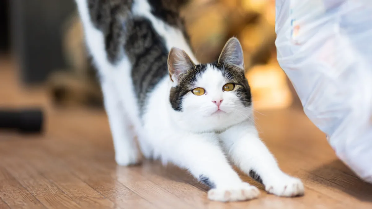 Kediniz sizi görünce neden gerinmeye başlar?