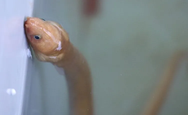 Çanakkale Boğazı'nda şaşkına çeviren olay: Türkiye'de ilk kez görüntülendi!