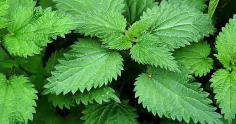 Isırgan otunun faydaları nelerdir?