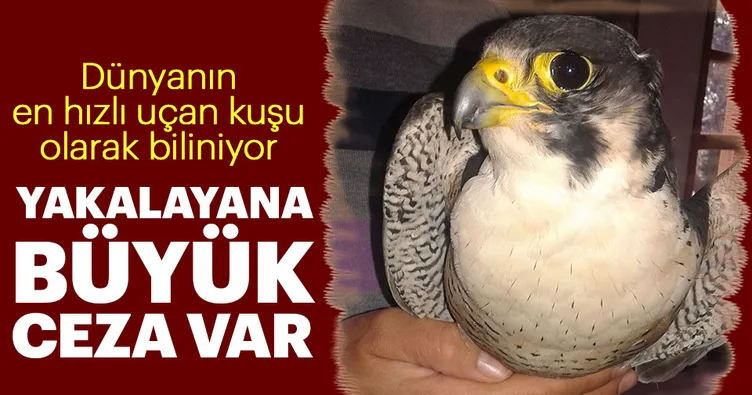 Kaçak Gökdoğan Avına Büyük Ceza En Son Haber