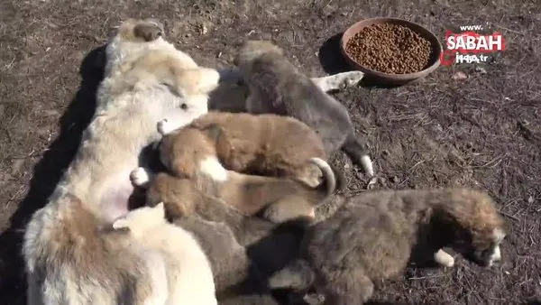 Annesiz kalan 7 yavru köpeği başka bir anne köpek sahiplendi | Video