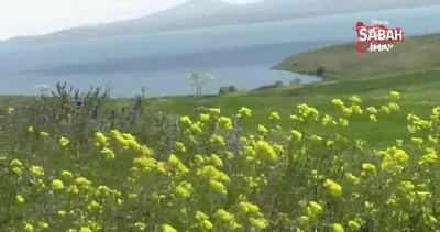 Kars’ta tarlalarda açan ’sarı çiçekler’ görsel şölen sundu | Video