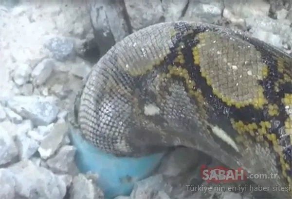 Sıkışan dev pitonu böyle kurtardılar!