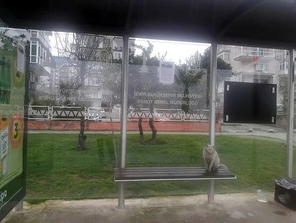 Durakta istenmeyen kedi için yazı astı, paylaşım rekoru kırdı