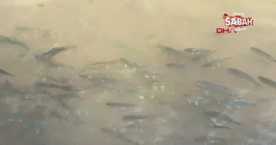 Balıklıgöl’ün suyu normalleşmeye başladı, balıklar yeniden ortaya çıktı | Video