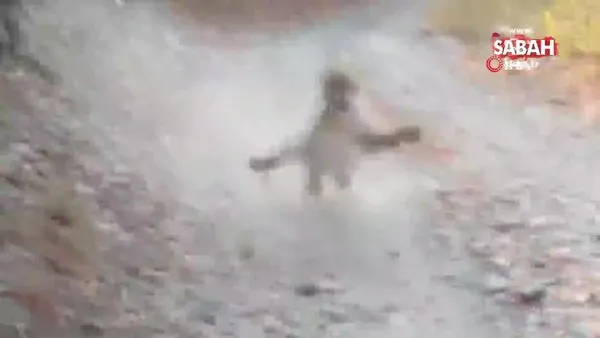 Doğa yürüyüşü yapan adama vahşi puma saldırısı kamerada | Video