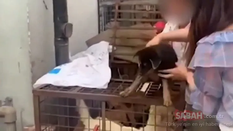 Çin’de binlerce canlı evcil hayvan vahşice öldürüldü