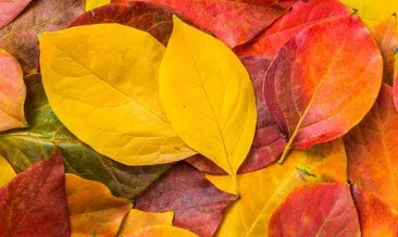 Rüyada yaprak görmek ne anlama gelir?