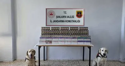 Viranşehir ve Akçakale’de Jandarmadan kaçakçılara darbe! #sanliurfa