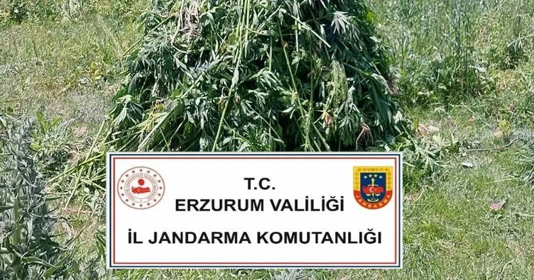 867 kök Hint keneviri ele geçirildi
