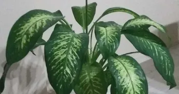 Difenbahya çiçeği zararlı mı?