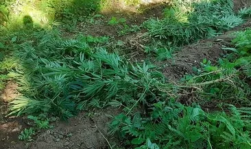 Manisa’da 370 kök kenevir ele geçirildi