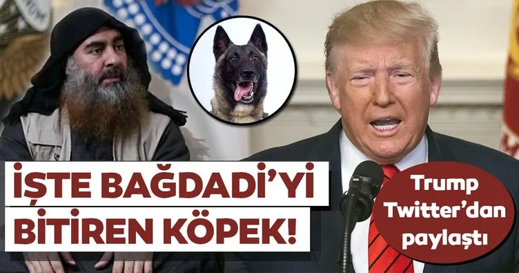 Trump Twitter’dan paylaştı: İşte Bağdadi’yi bitiren köpek!