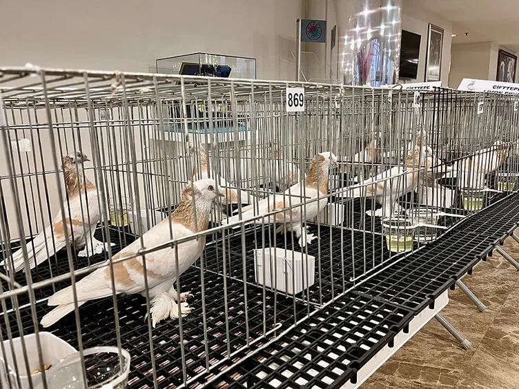 Bu güvercinler servet değerinde: Fiyatları 500 bin ile 1 milyon TL arasında değişiyor!