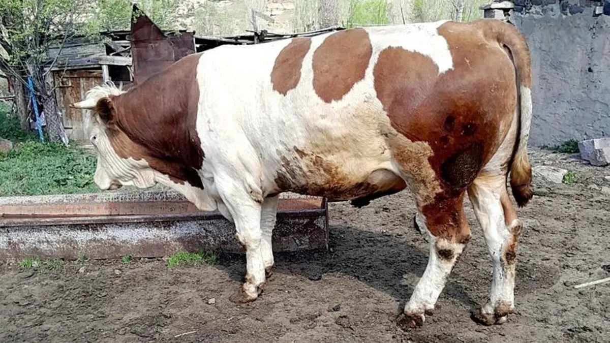 Kars'ta boğa dehşeti! Yaşlı adam hayatını kaybetti