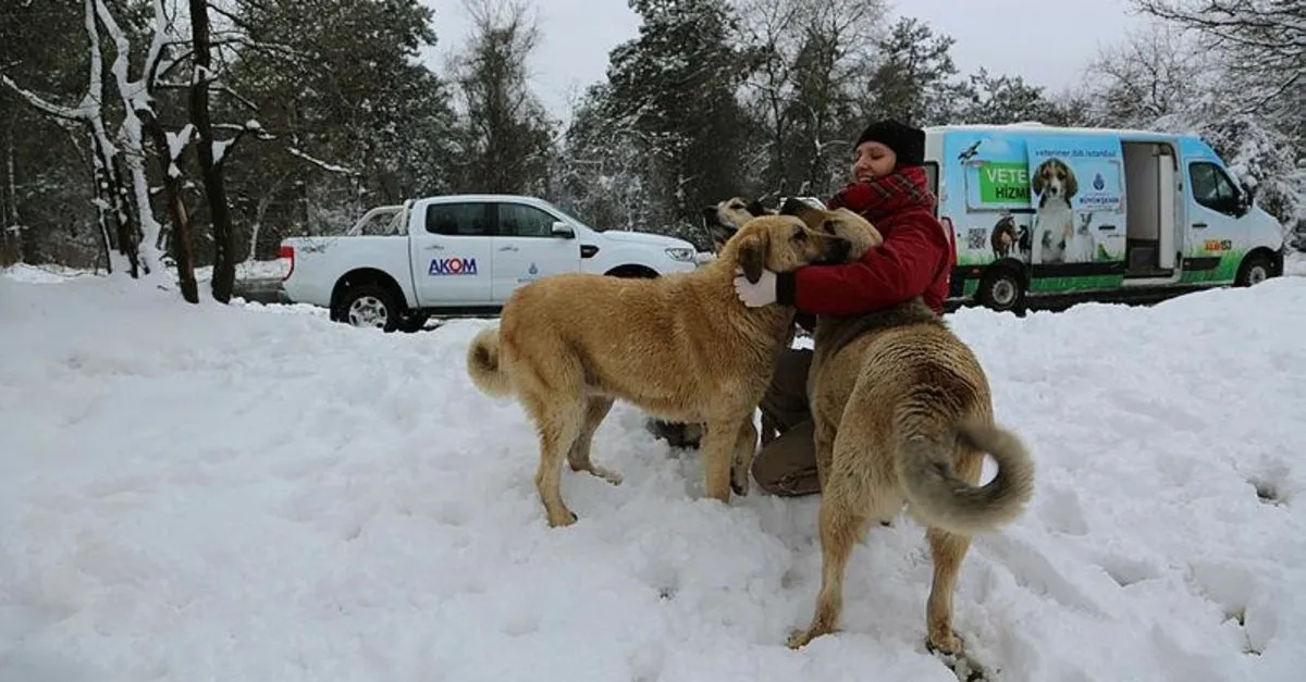 Sokak Hayvanlari Icin Her Gun 1 Ton Mama En Son Haber