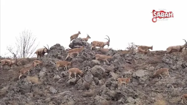 Bingöl’de dağ keçileri sürüsü doğal ortamlarında böyle görüntülendi | Video