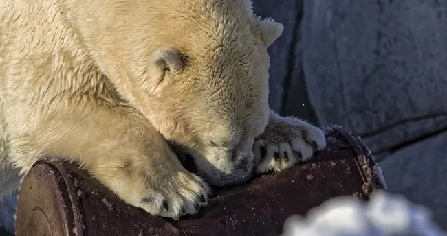 Ayı Yağının Faydaları Nelerdir? Ayı Yağı Hangi Hastalıklara İyi Gelir?