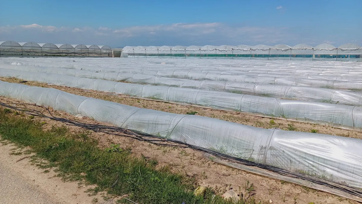 Bakanlık, çiftçi marullarını satamadı, ürünler koyunlara kaldı iddialarını yalanladı