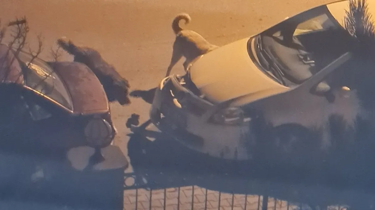 Başıboş köpekler arabayı parçaladı! CHP'li belediye bütçemiz yok dedi