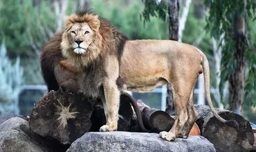 İzmir’de aslan dehşeti! İzmir'de aslan yavrusu yetişkin aslan tarafından öldürüldü #izmir