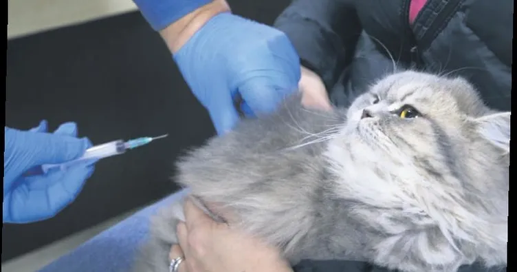 Mikroçip için son 15 gün