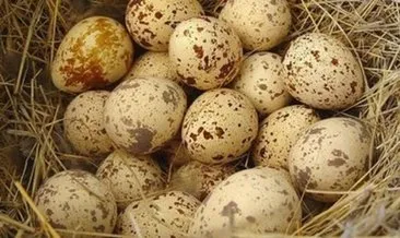 Bıldırcın yumurtasının faydaları nelerdir? İşte protein deposu bıldırcın yumurtasının faydaları!