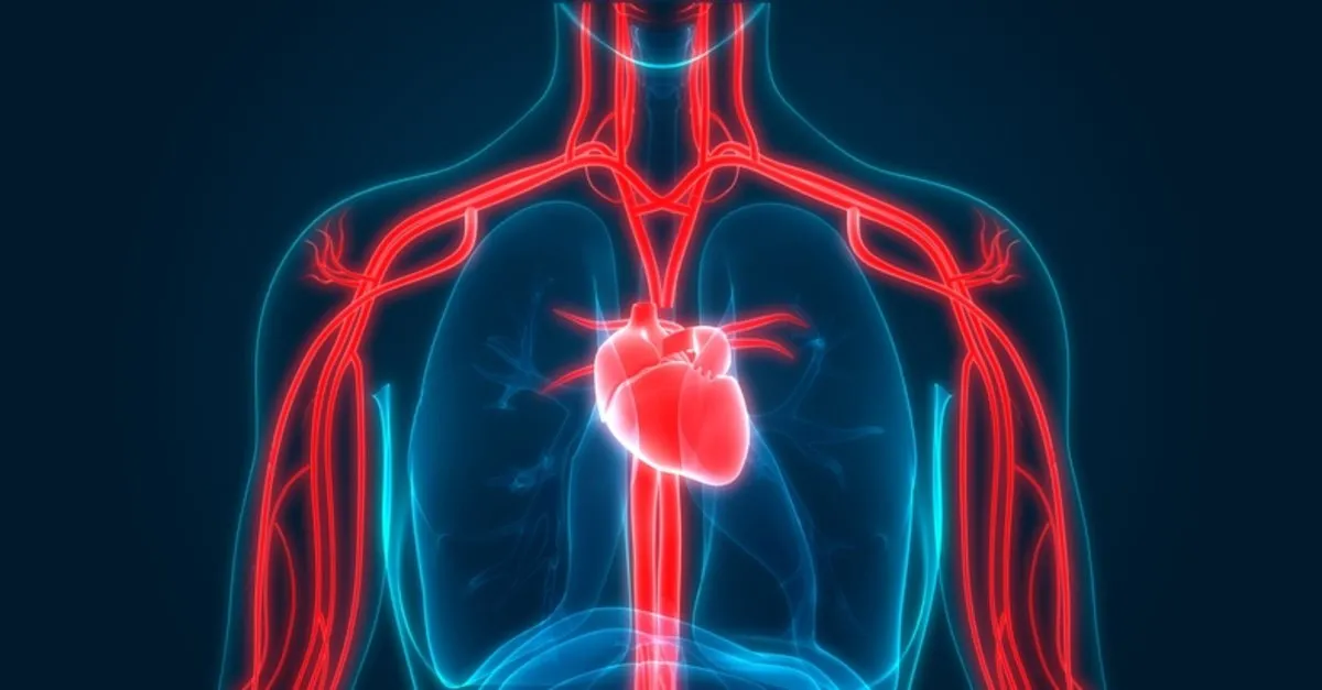 Anjiyo Nedir Anjiyografi Ameliyat Midir Iste Anjiyo Hakkinda Bilinmesi Gerekenler Saglik Haberleri