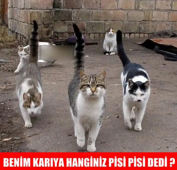 Komik mart kedisi capsleri Galeri Aktüel