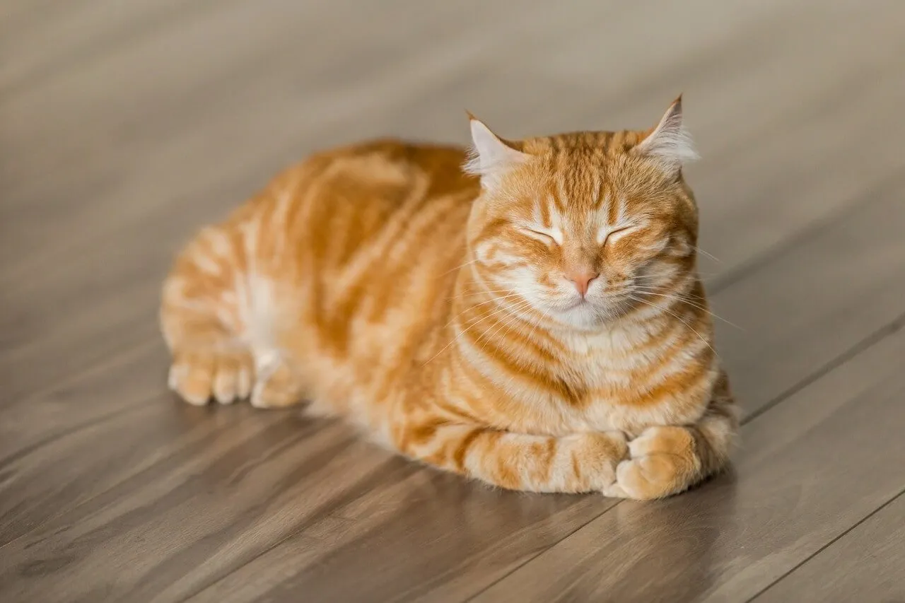 RÜYADA KEDİ GÖRMEK Rüyada kara ve kara kedi görmek, kedi sevmek neye