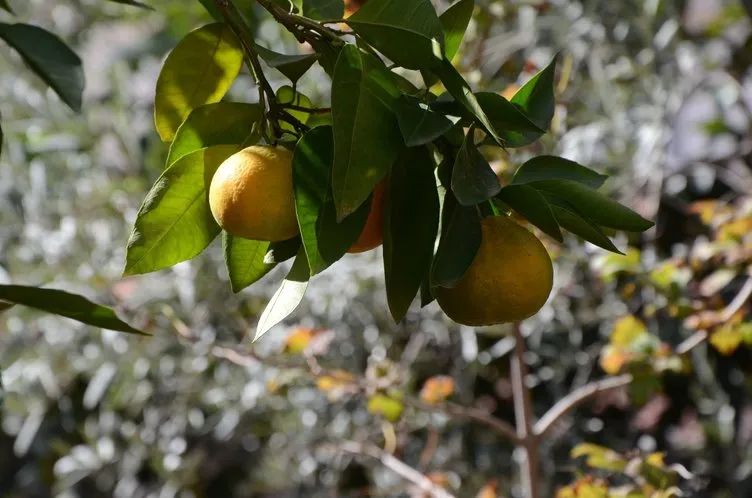 Bozkırın tam ortası Eskişehir’de mandalina ve portakal yetişti
