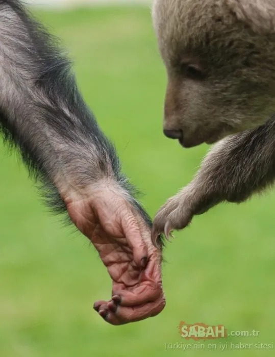 Dostlukları şaşırtıyor! Şempanze ’Can’ ile yavru ayı ’Boncuk’ mutlu mesut yaşıyor